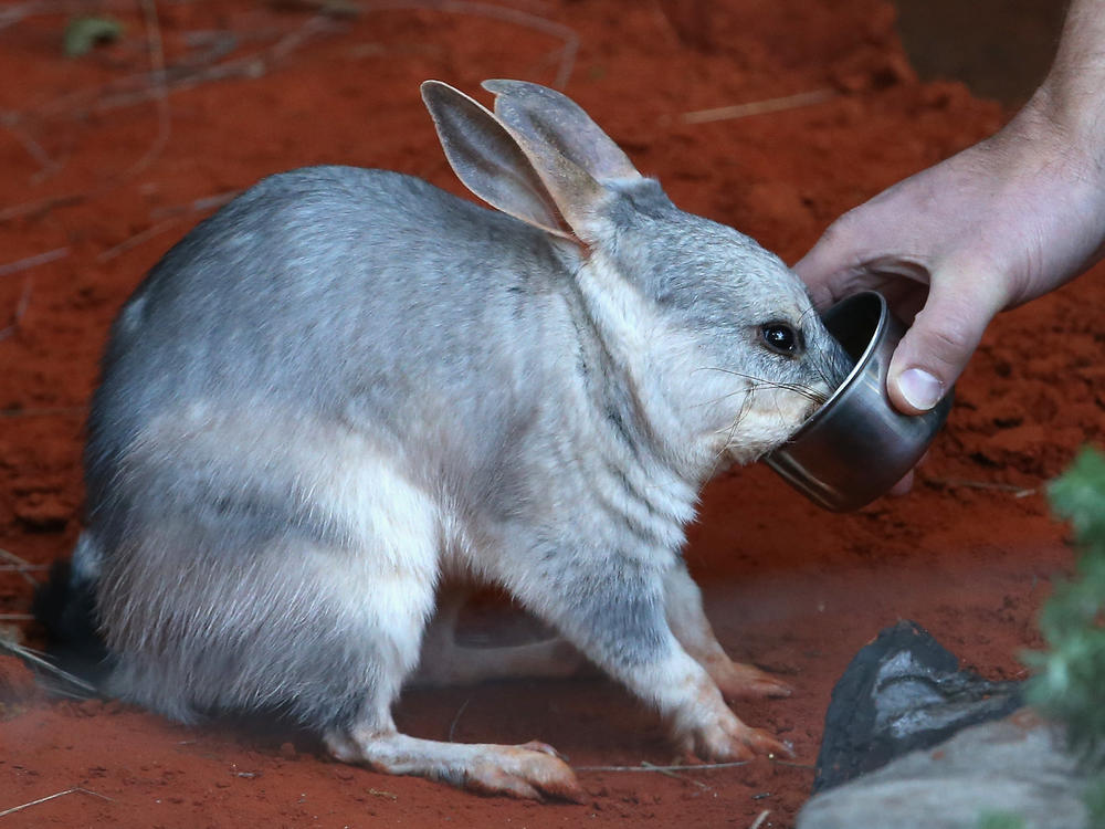 A bilby is fed at the Taronga Zoo on April 20, 2014, in Sydney, Australia. Australian authorities say feral cats threaten several species such as the bilby.