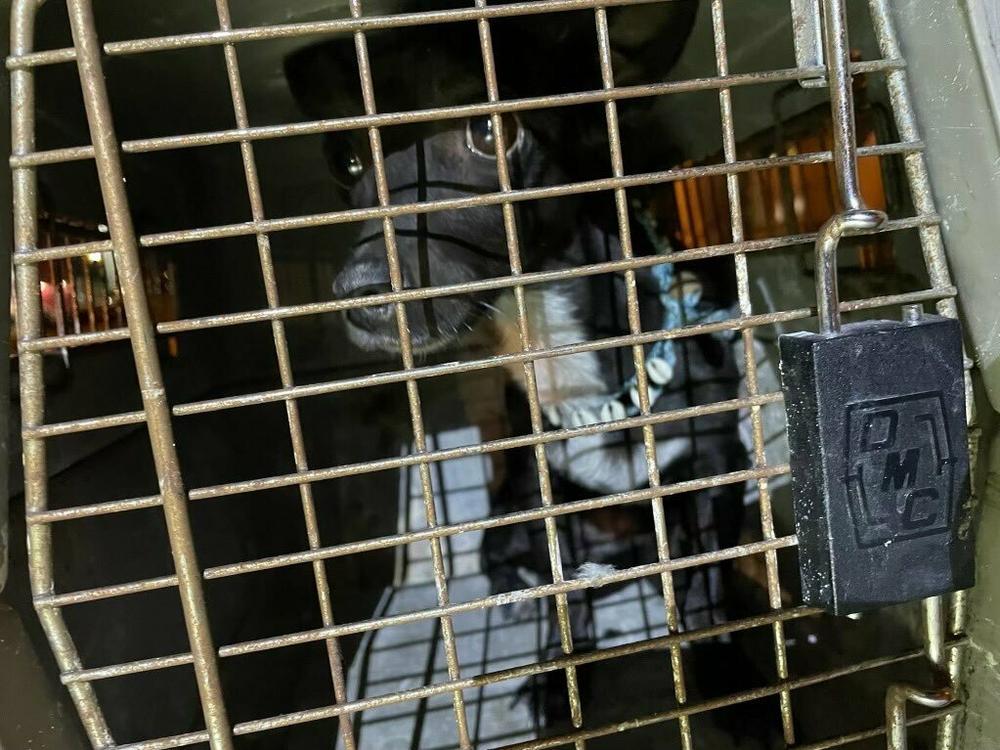 Paula Rodriguez and her dog, Maia, were separated while on their way from the Dominican Republic to San Francisco on Aug. 18. Rodriguez was turned away by border agents and forced to catch a flight home without Maia, who was lost by Delta Air Lines staff.