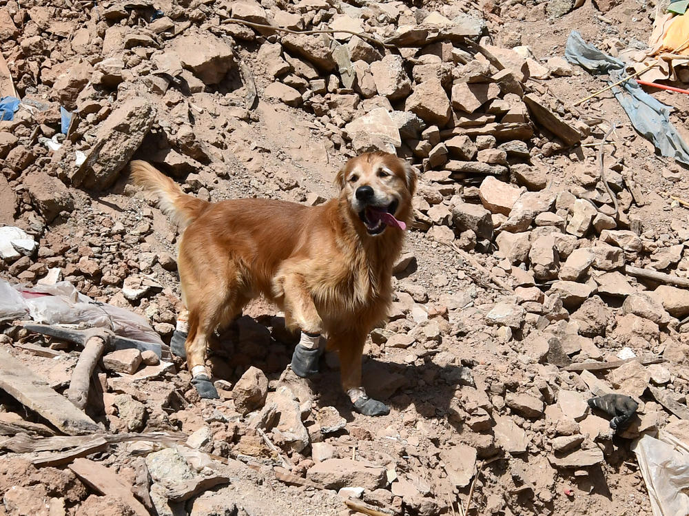 A golden retriever named Kilian is part of a Swedish rescue team in Morocco after the earthquake. He's a veteran of past disaster rescue missions and his handlers say he helped find 18 people alive under the rubble in Turkey earlier this year.