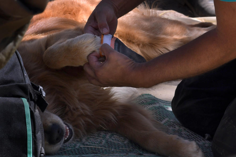 Kilian's paws are fitted with special booties for his mission in Tnirte.