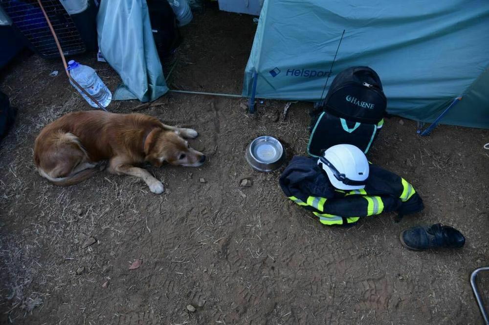 Kilian rests next to his water bowl in Tnirte on Tuesday.