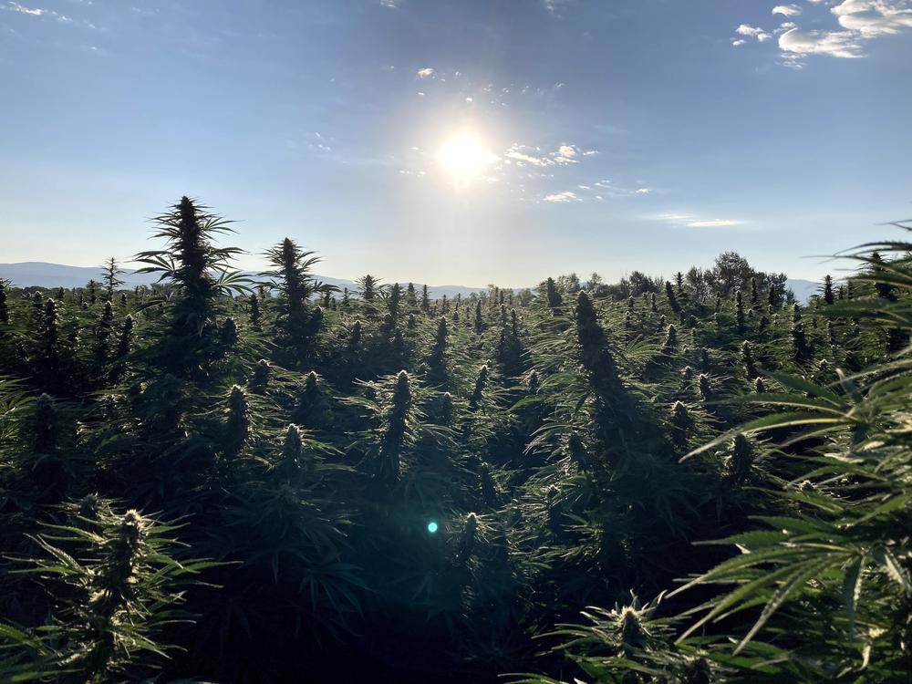Typhoon Farma, which operates a hemp farm in Montrose, Colo., planted 70 acres of the cannabis plant this year.