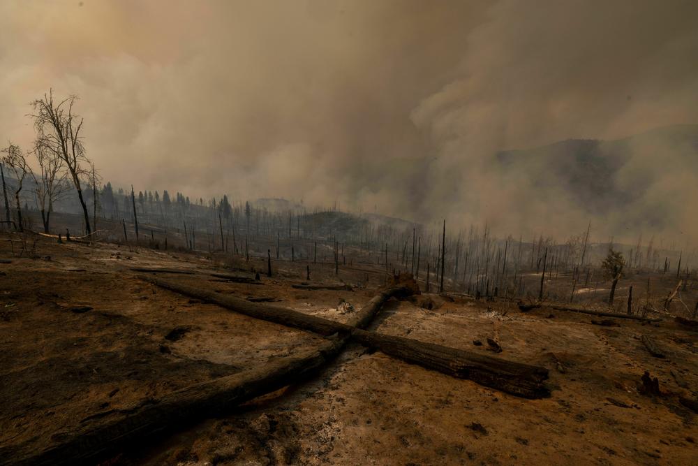 A forest is left decimated by the Oak Fire near Mariposa, Calif, on July 24, 2022.