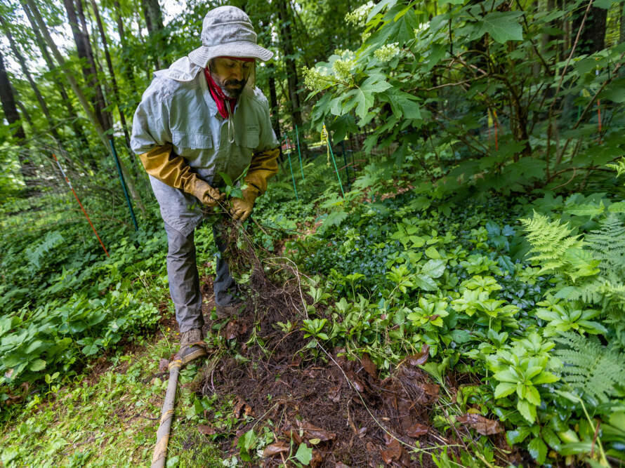 Peter Barron pulls out poison ivy vines in Harvard, Mass.