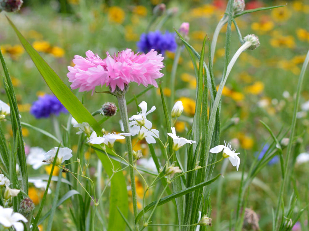 Wildflowers put on an ever-changing show in Chittenden, Vermont