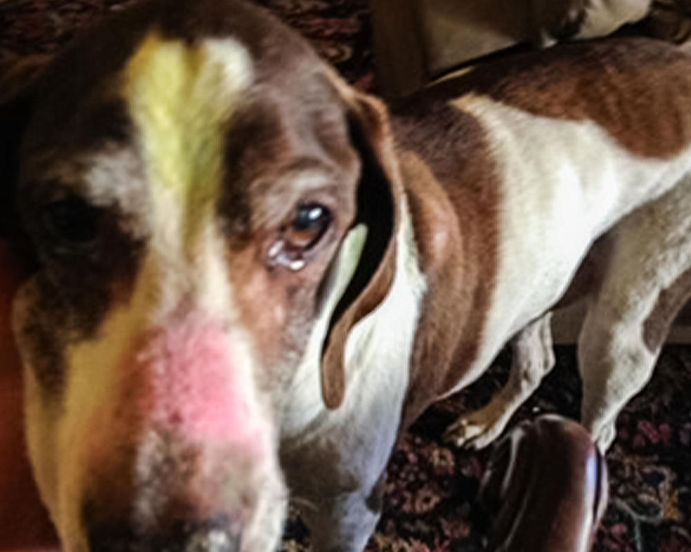 Betsy Burson's dog, Dodger, with colorful chalk marks on his head. They signify a dog's sacredness in the tradition of Kukur Tihar, the Nepalese Hindu celebration of dogs.