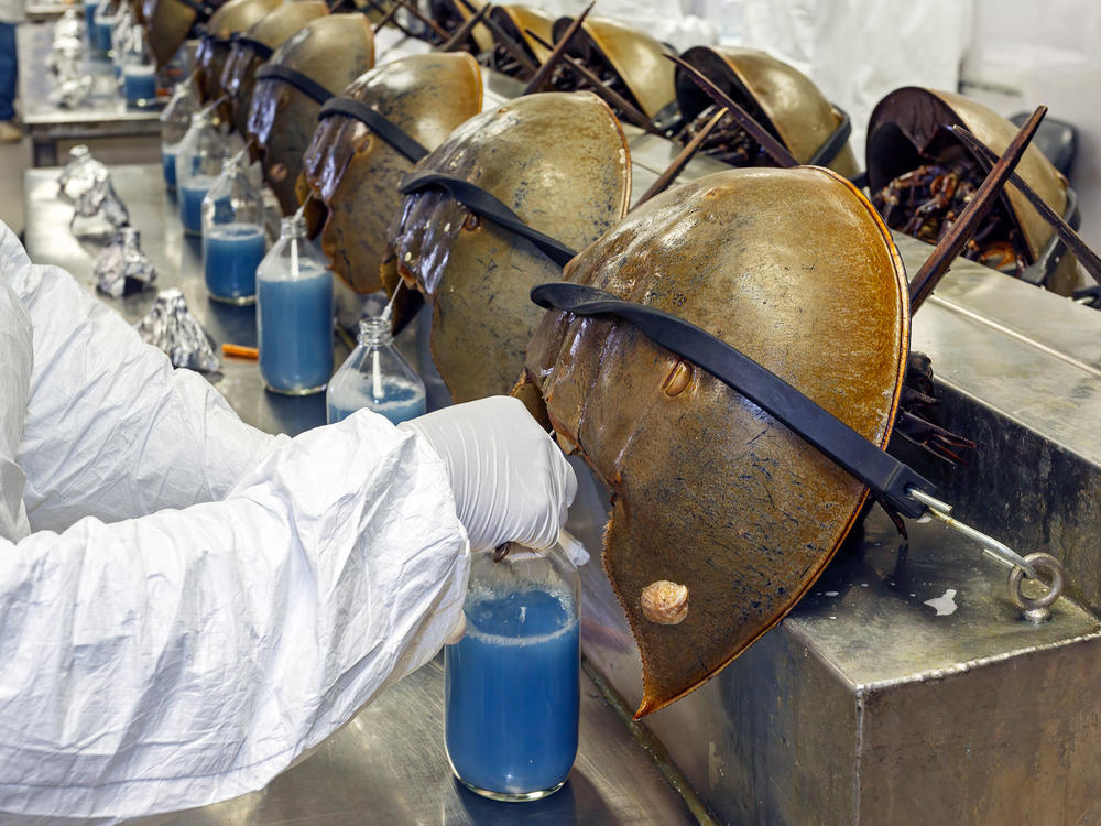Horseshoe crabs are bled alive at a facility in Charleston, S.C., in June 2014.
