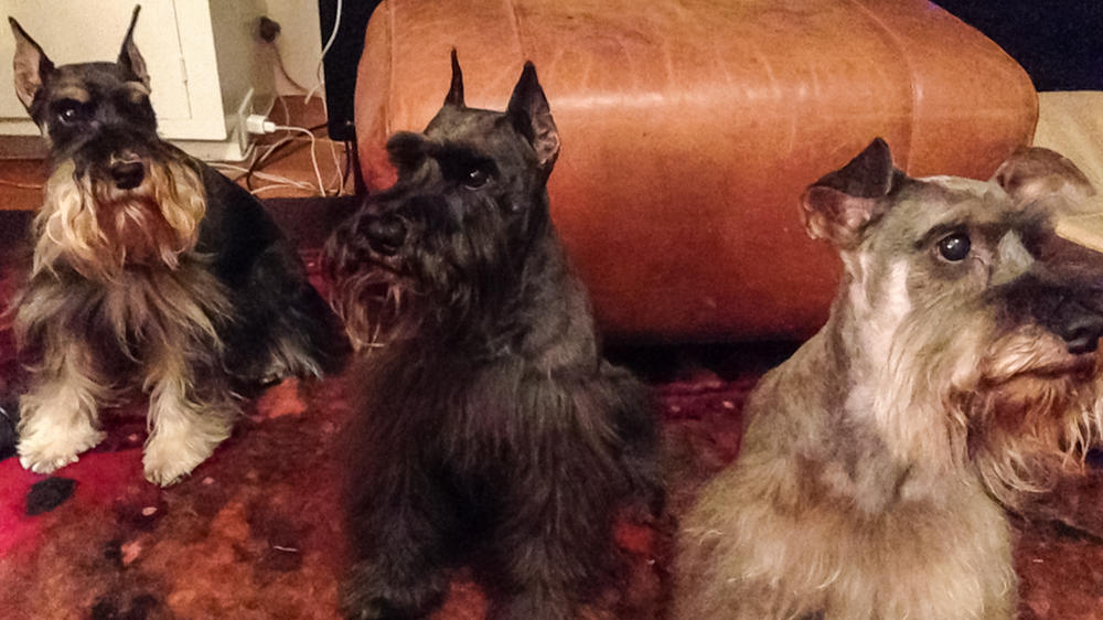 Jamie Cherry's miniature schnauzers Calvin, Hugo and Maxwell.