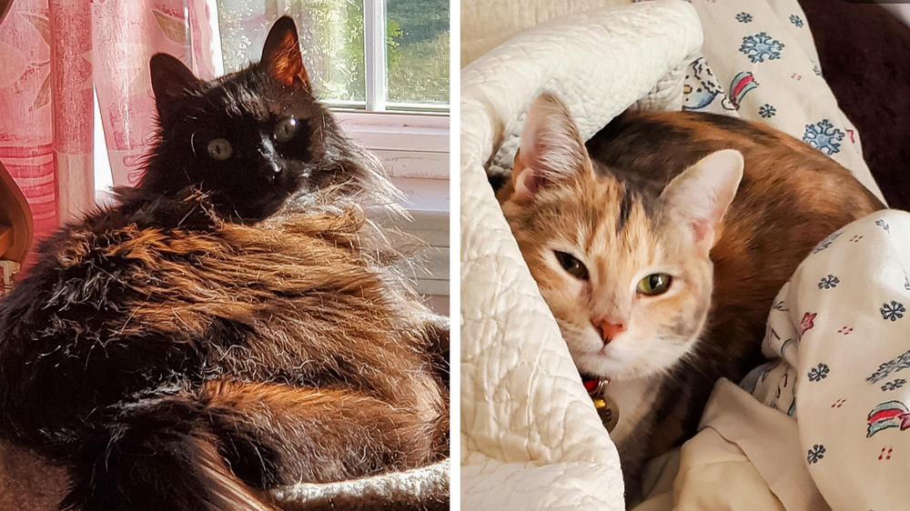 Left: Linda Smith's cat Holly died last year at age 18. Right: Smith says her new cat, Callie, has helped ease the pain of Holly's passing. 