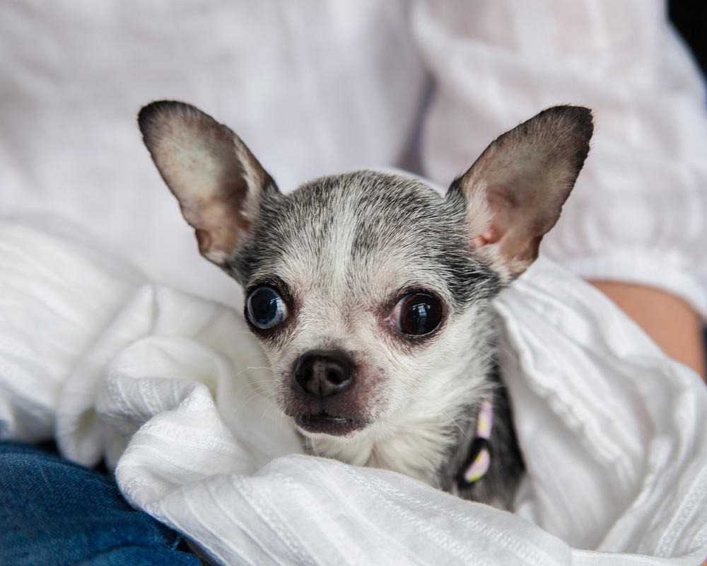 Birdie the dog sits on her owner Sheryl Bauerschmidt's lap.