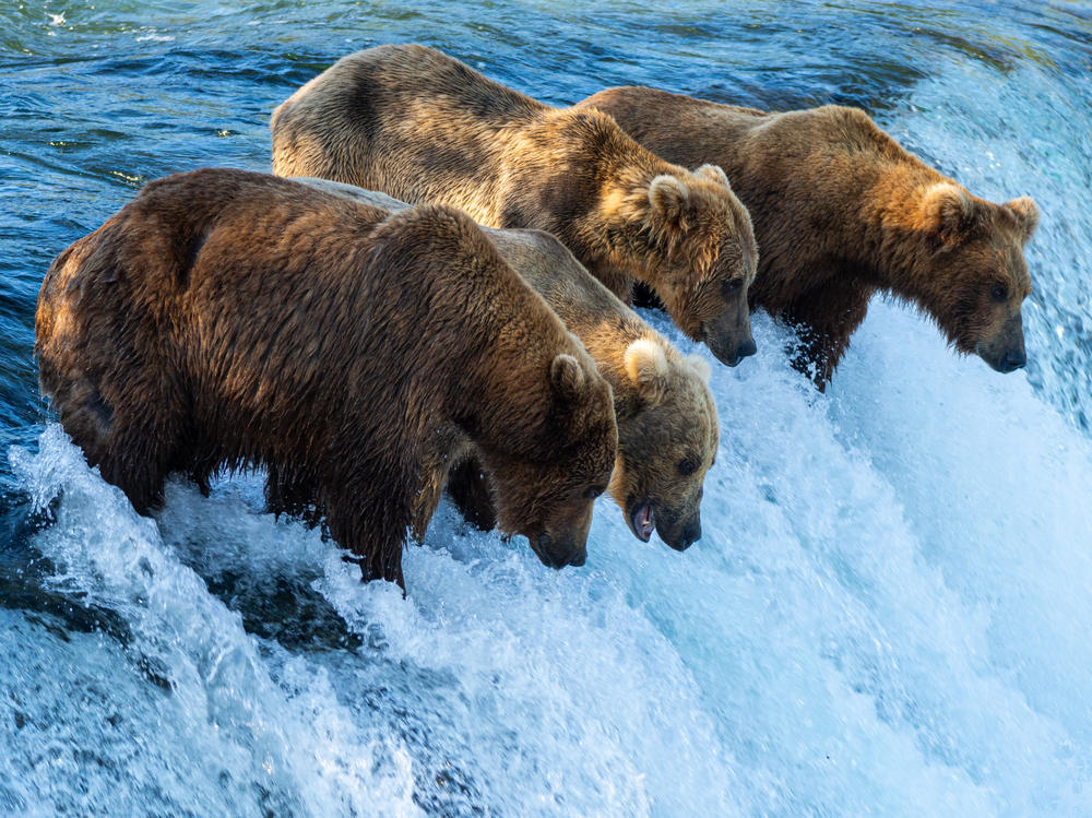 Bears line up at the falls on the Brooks River in Katmai National Park and Preserve, hoping to snatch a salmon out of the air.