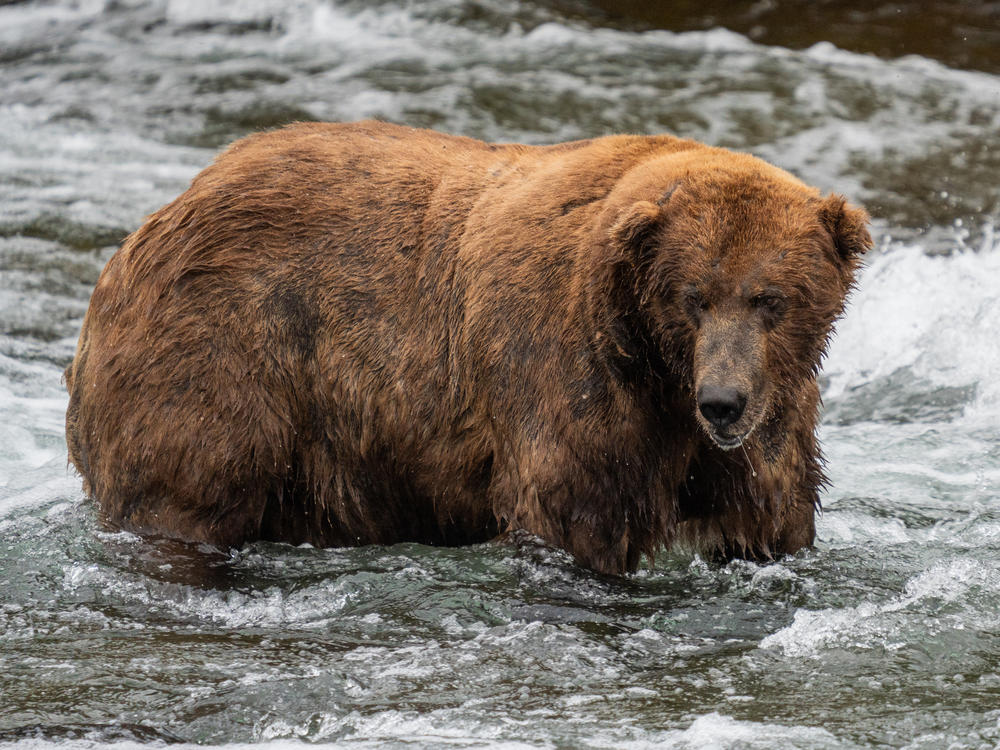 Large and hungry: 747, the reigning Fat Bear Week champion, is one of the most dominant males on the Brooks River.