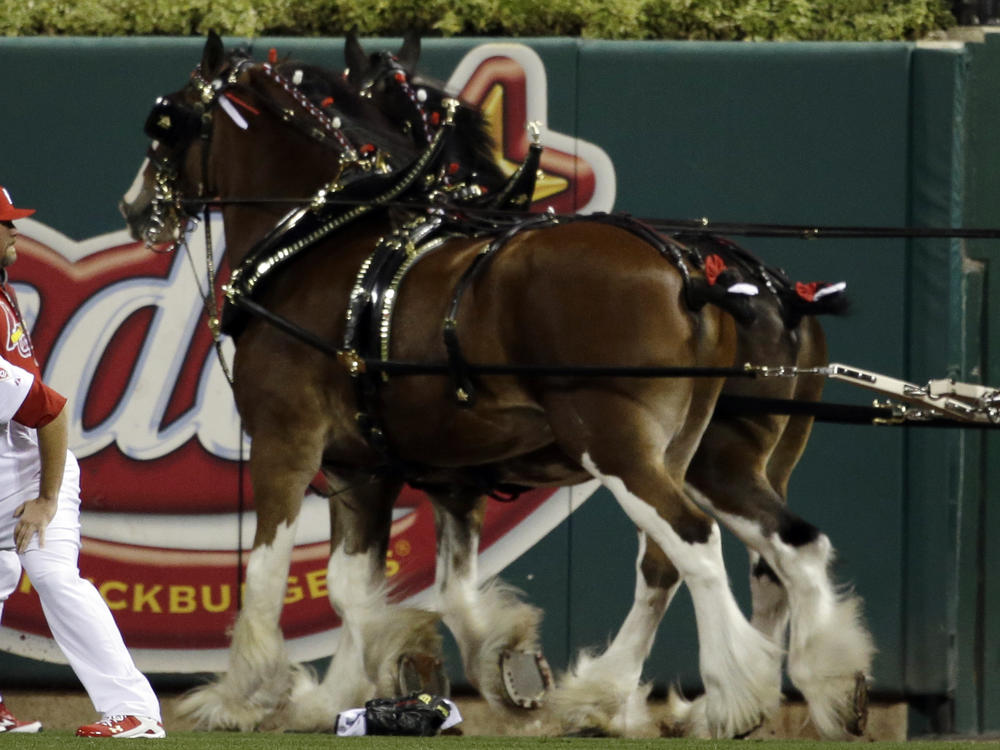 The practice known as tail docking artificially shortens a horse's tail. Budweiser says it has stopped the practice on its signature Clydesdales, seen here in 2012.