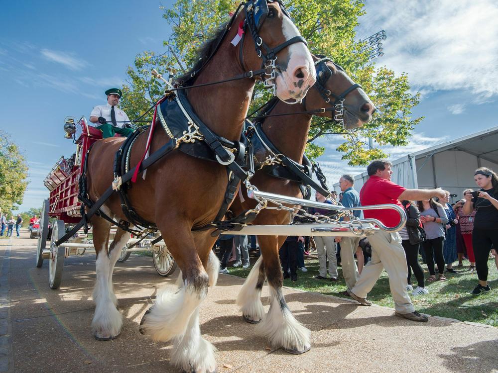 The Budweiser Clydesdale horses appear outside the site of a 2016 Presidential debate at Washington University in St. Louis, Mo.