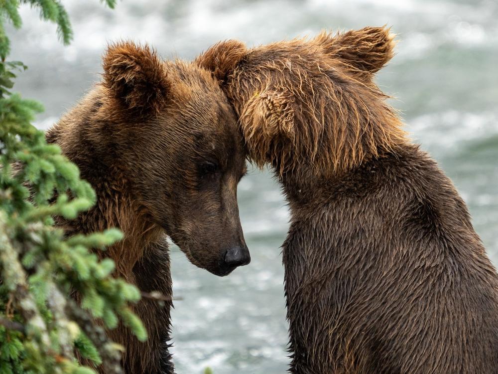 Two bear cousins became siblings this summer — and the new family fishes and lives together, led by 910.
