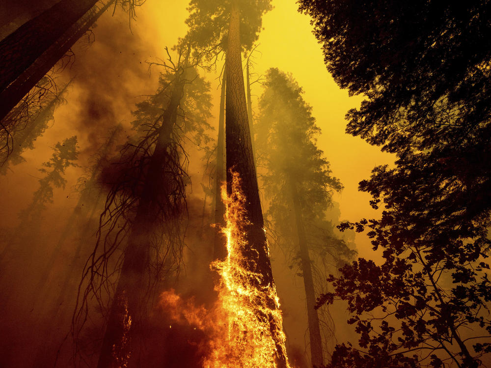 In this Sept. 19, 2021 file photo, flames burn up a tree as part of the Windy Fire in the Trail of 100 Giants grove in Sequoia National Forest, Calif.