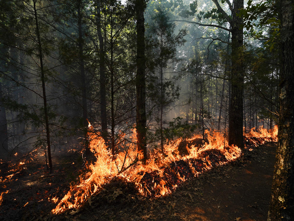 A prescribed fire burns during a wildland firefighter training June 9, in Hazel Green, Ala.