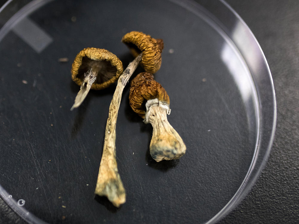Dried Psilocybe mushrooms on a glass plate.