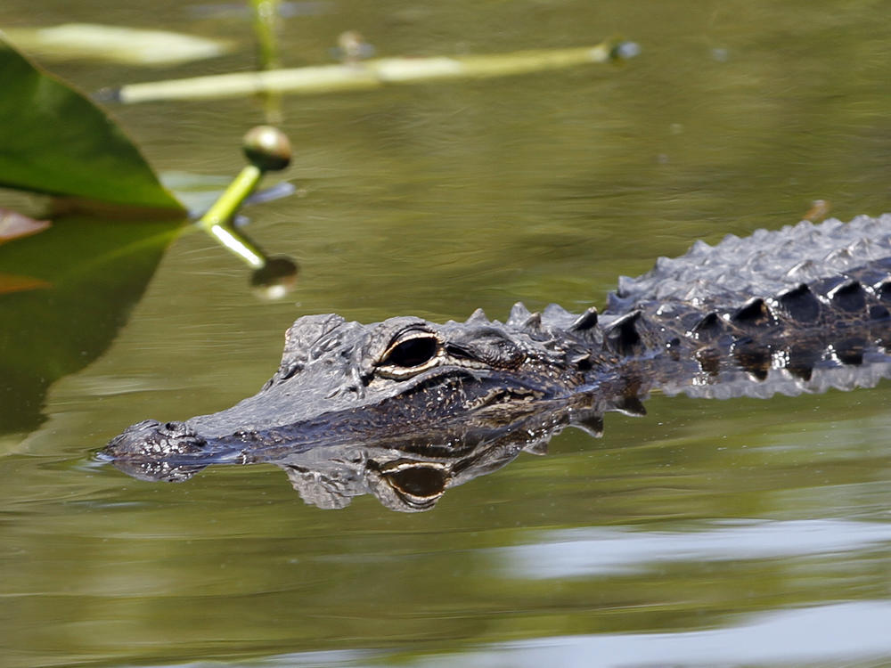 An alligator is seen at the Everglades National Park, Fla. On Friday, a gator was reportedly spotted with human remains in its mouth in a canal in Largo, Florida.