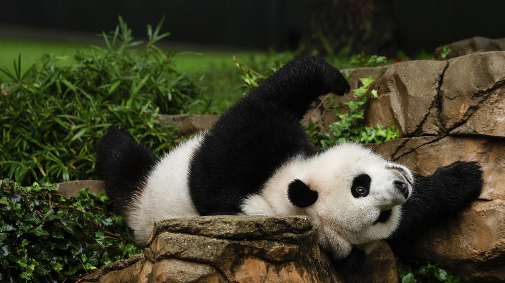 Male giant panda Xiao Qi Ji rolls around in his enclosure during a 'Panda Palooza' event at the Smithsonian National Zoo on September 23, 2023 in Washington, DC.