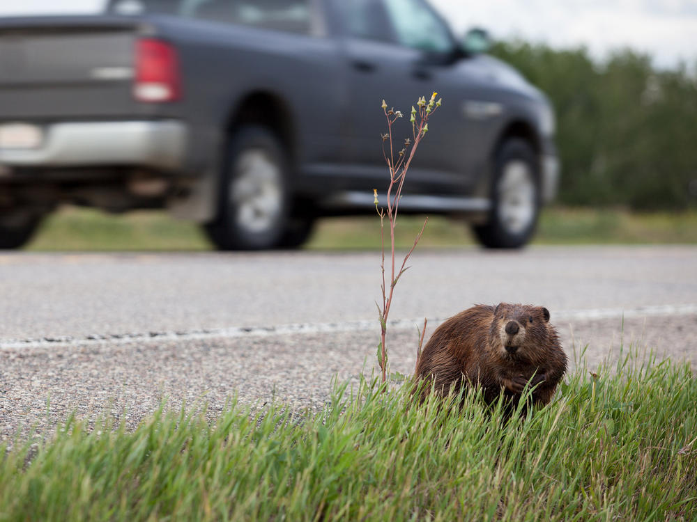 Environmental journalist Ben Goldfarb says in nature, the weaker animals are usually the ones killed by predators. That changes when cars are involved: 