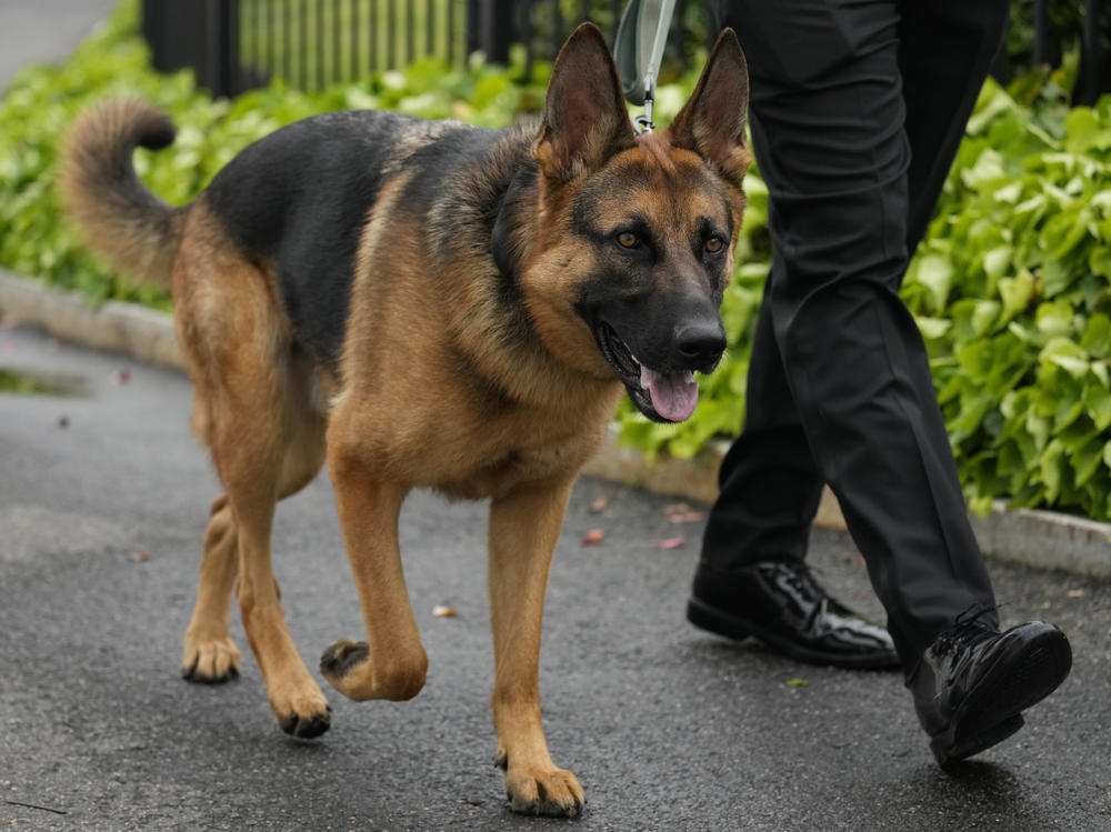 President Biden's dog Commander takes a walk outside the West Wing on April 29, 2023.