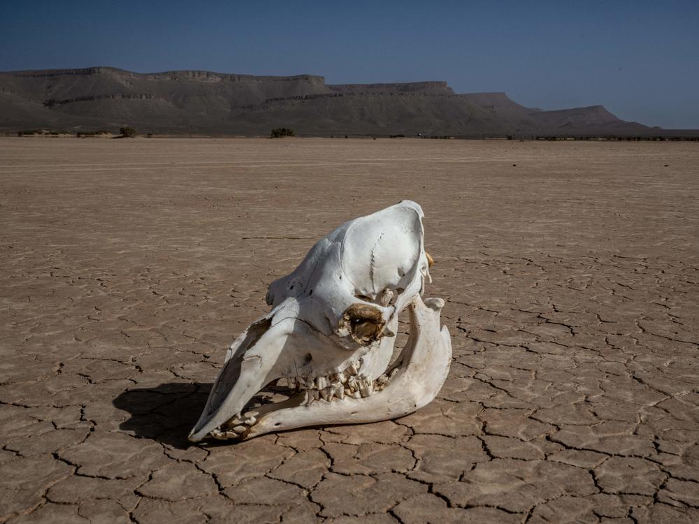 A new study in the journal <em>Nature Geoscience </em>predicts that 250 million years from now, a supercontinent formed around the equator will be too hot for mammals to survive.