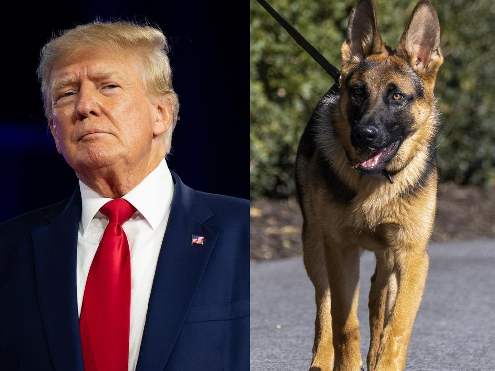 Who's a bad boy (allegedly)?