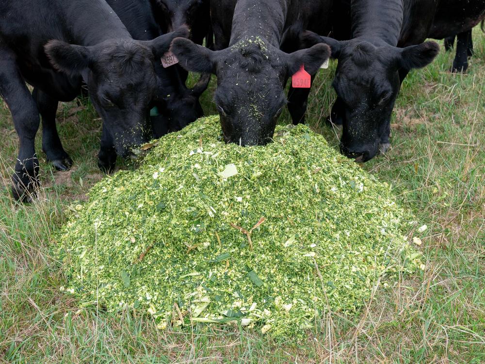 Cows chomp away on cornstalks on a farm in Iowa. A study recently suggested that a variety of seaweed could help cows produce less methane.