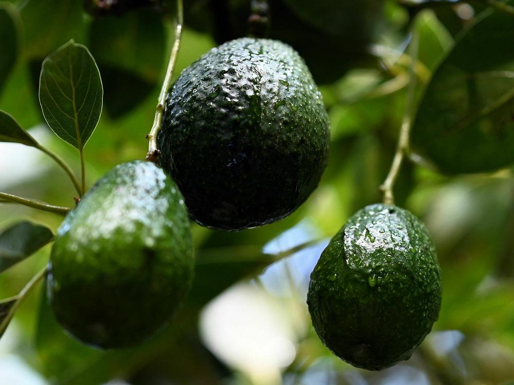 Avocados grow on trees in an orchard. Researchers in California have developed a new variety that is more resistant to extreme climates.