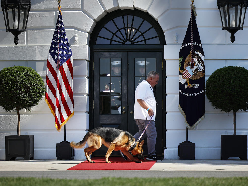 U.S. President Joe Biden's dog, Commander, is walked on the south side of the White House before a signing ceremony for the CHIPS and Science Act of 2022 on August 9, 2022 in Washington, DC.