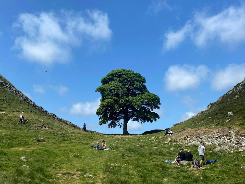 The famous Sycamore Gap tree along Hadrian's Wall in northern England is seen in June, at top, and the new landscape on Thursday after someone cut the tree down.