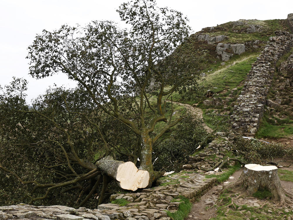 The Sycamore Gap tree lies on the ground on Friday next to its stump at the spot it once stood, northeast of Haltwhistle, England.