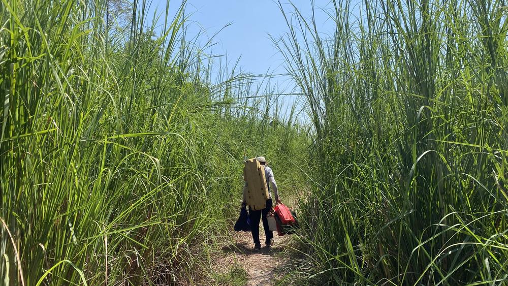 A fisherman walks through tall rushes near a river in Yanweizhou Park.