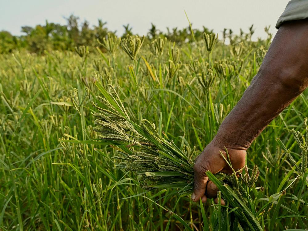 A farmer tends to millet growing in his field on the outskirts of Bengaluru, India, on Jan. 6.