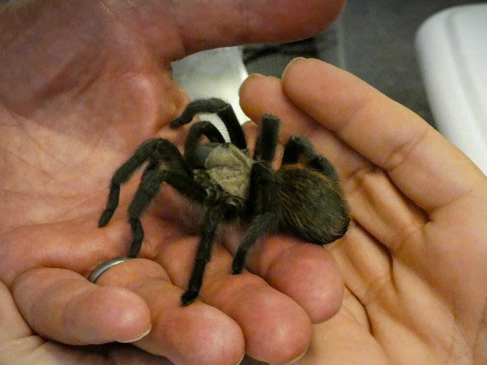A festival goer gets to hold a tarantula in the education pavilion at the second annual Tarantula Festival in La Junta, Colorado.