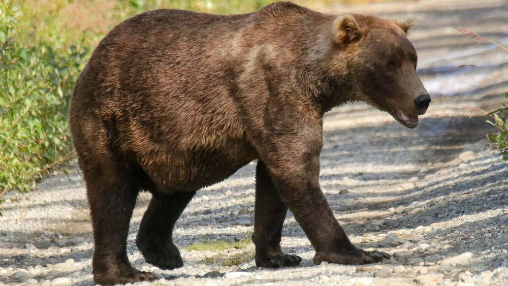 A photo of 480 Otis from mid-September shows the bear in his bulked-up state.