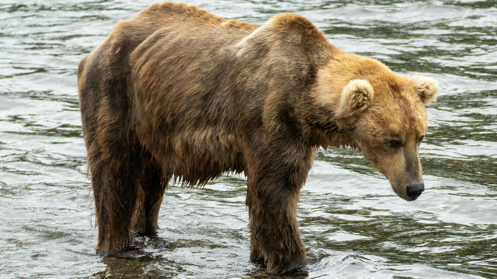 480 Otis is seen on the river on July 29, as he scarfed down salmon to put on weight for his upcoming hibernation.