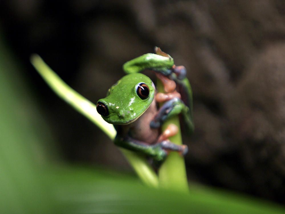 A study published in the journal <em>Nature</em> found that the status of amphibians globally is 