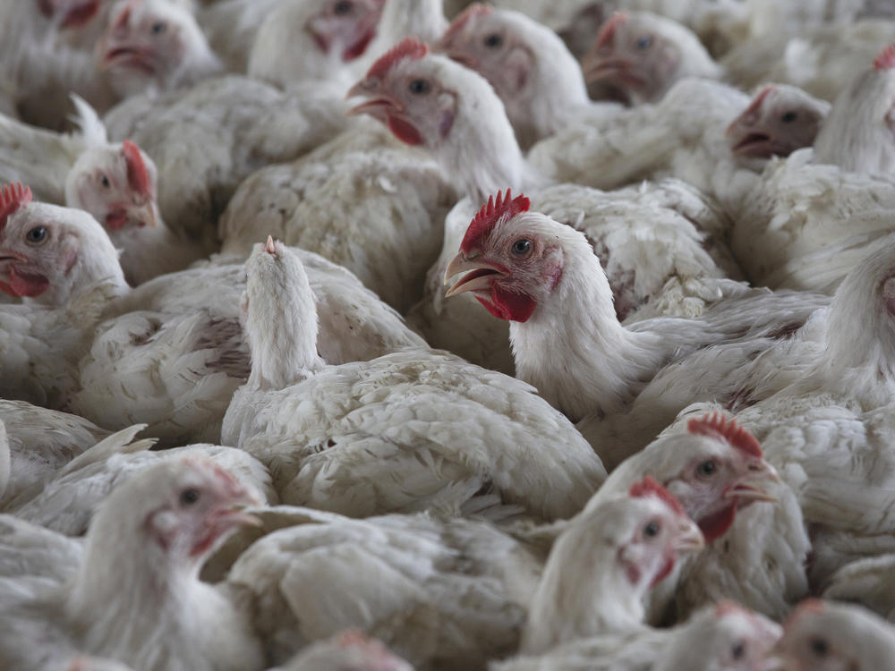 Chickens on a chicken farm in Lichtenburg, South Africa, Thursday, March 23, 2023.