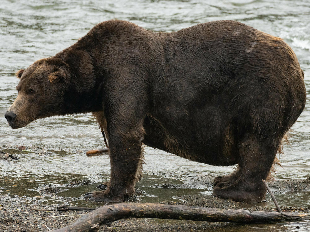 32 Chunk, known for his girth and a scar on his muzzle, has become one of the most dominant males on the Brooks River. But is that enough for him to win Fat Bear Week?