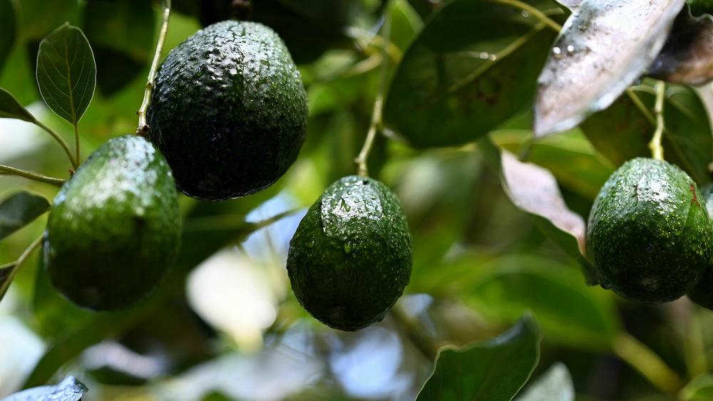 Avocados grow on trees in an orchard. Researchers in California have developed a new variety that is more resistant to extreme climates.