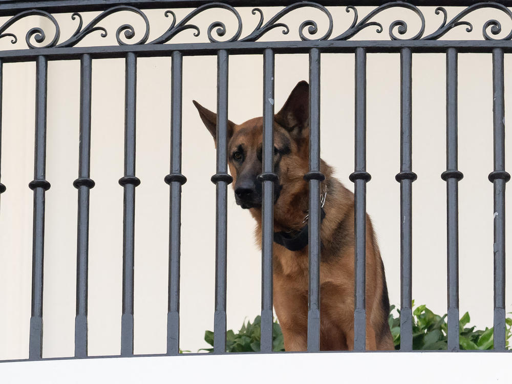 President Biden's dog Commander sits on the Truman Balcony at the White House on Sept. 30, 2023. The German shepherd is not staying at the White House at the moment after a series of biting incidents.