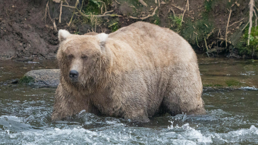 128 Grazer is well-known as a tough bear, competing for the best fishing spots. This summer, without cubs to care for, she has grown to a huge size.