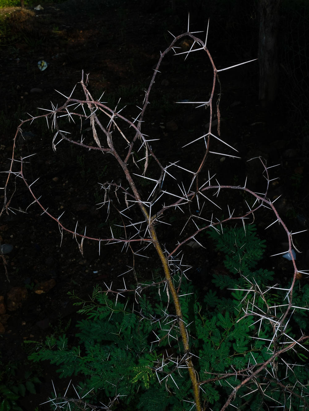 Carnizuelo is a plant with thorns that keeps ants inside that sting very painfully. Tania Barrientos says she's heard stories in the Costa Chica region in which the plant is used to punish people.