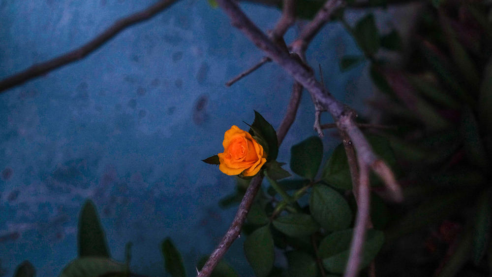 Still life of a rose in Tomasa's garden.