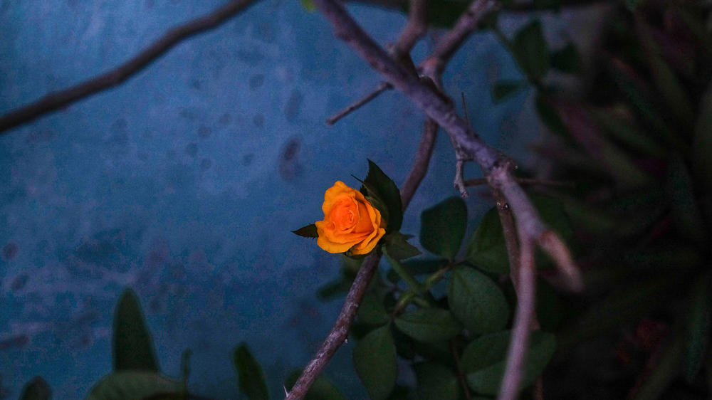 Still life of a rose in Tomasa's garden.