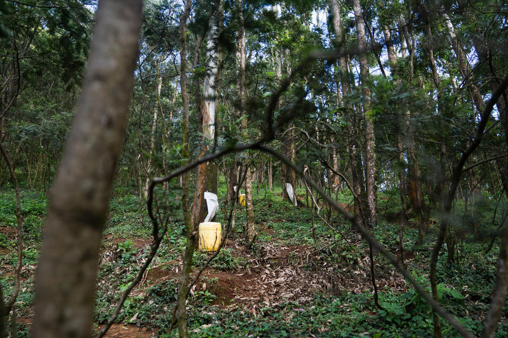 Yellow plastic jerrycans dot the forest above Jacob Murungi's home — waiting to catch water that's condensed on the trees overnight.