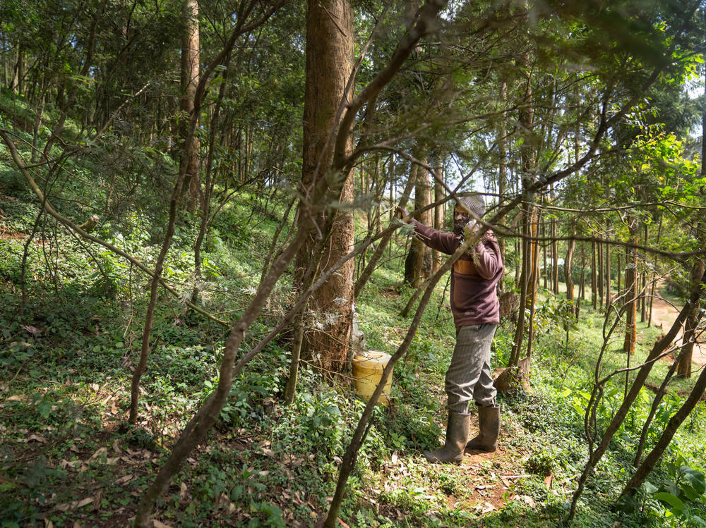 Jacob Murungi collects water near his home in central Kenya — harvesting it from fog that forms overnight and clings to trees.