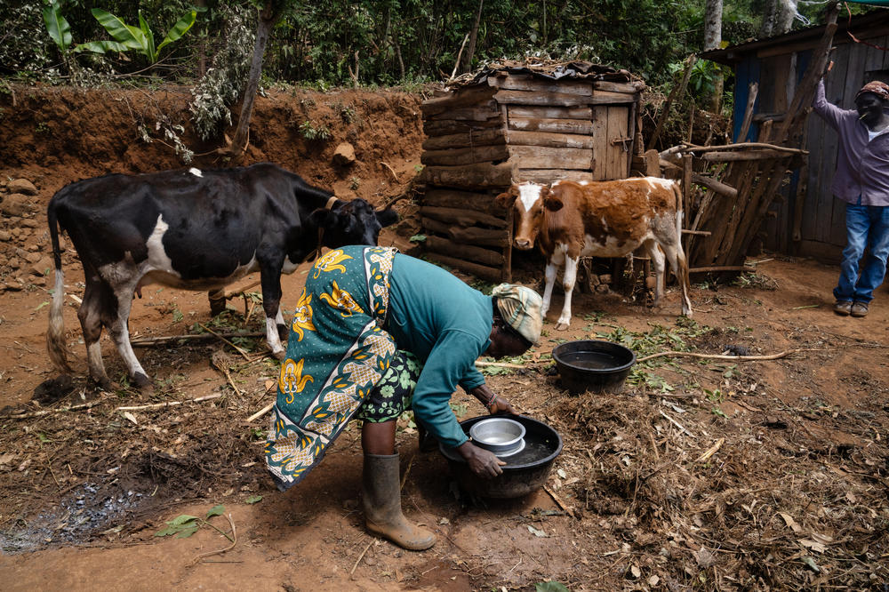 The cows owned by Nyuroka and her husband will drink the water that the couple collected in the forest.